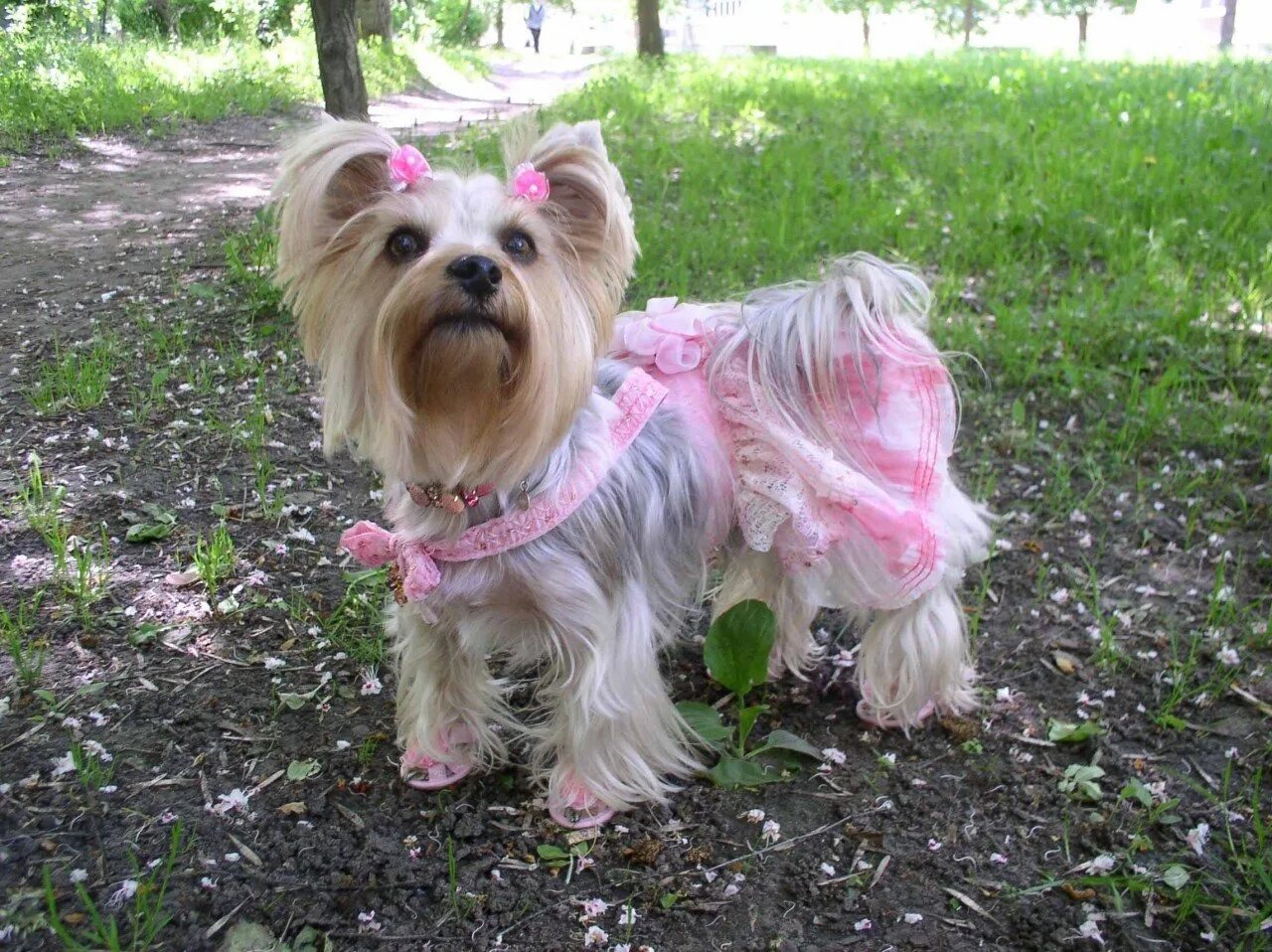 Вислоухий йоркширский терьер. Собачка с хвостиком. Терьер йоркширский малошерстный. Собака которую можно заплетать. Йоркширский терьер мини.