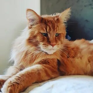 Большие рыжие коты