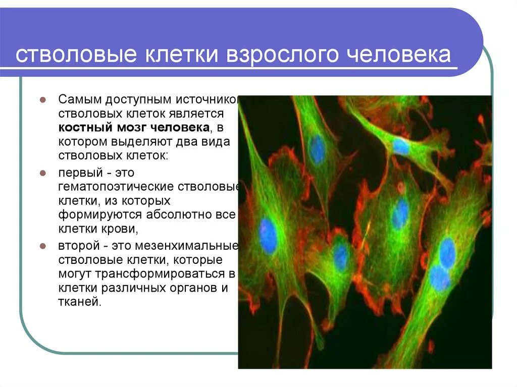 Стволовые клетки купить