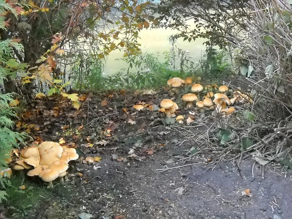 боярышник грибом. боярышник двухкосточковый. грибы швеции. Hawthorn leaf. гриб энтолома съедобная.