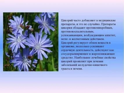 Цикорий полезные свойства отзывы
