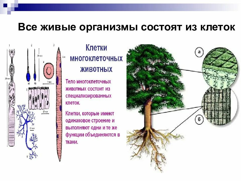 Основная состоит из живых. Все состоит из клеток. Организм состоит из. Живые организмы. Все живые организмы состоят.