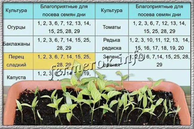 Дата посадки перца на рассаду. Даты посадки сладкого перца. Посадка болгарского перца на рассаду. Хорошие дни для посадки перца.