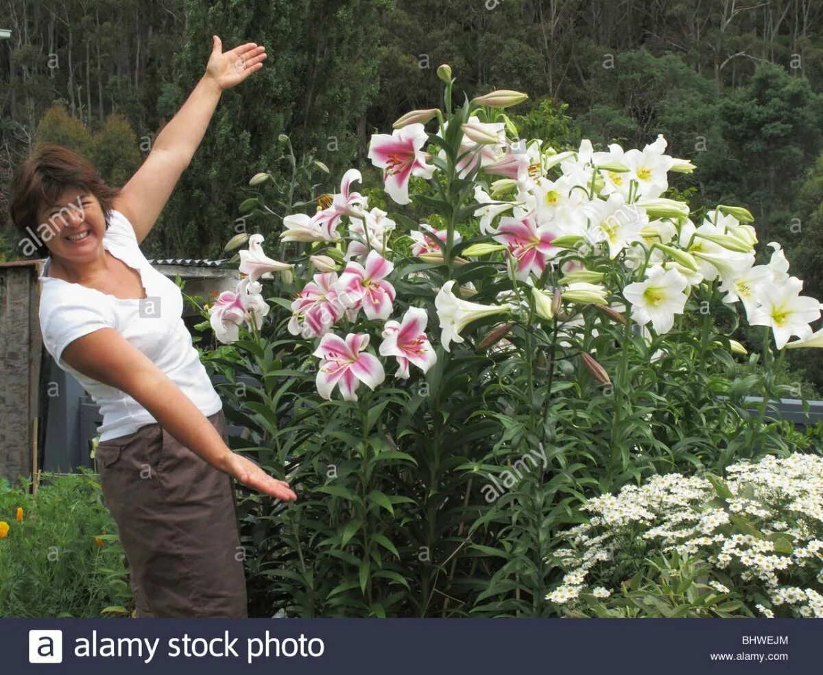 Лилия-гигант (от-гибрид) пассионале. Лилия-дерево претти вумен. Лилейное дерево претти вумен. Лилия древовидная претти вумен. Лилия-дерево претти вумен.