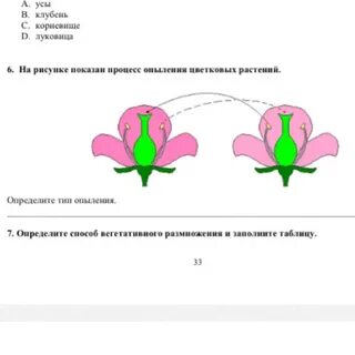 Какой процесс следует за опылением