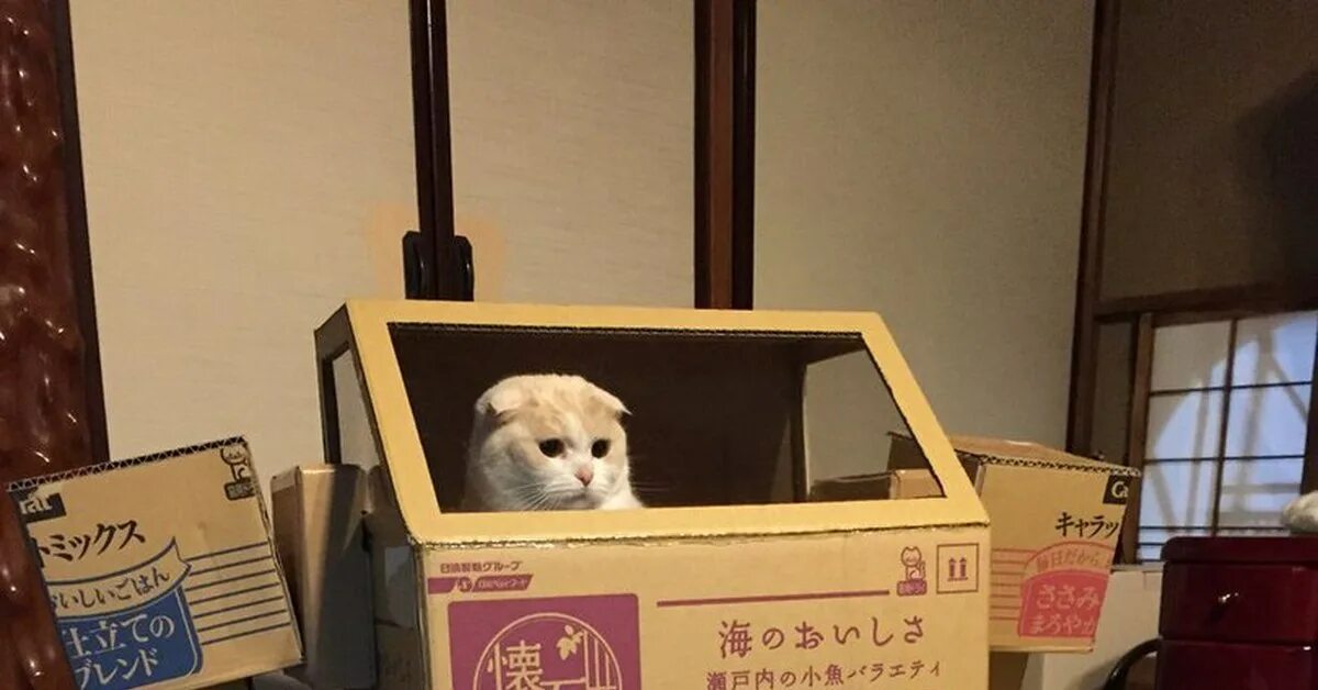 Котобот