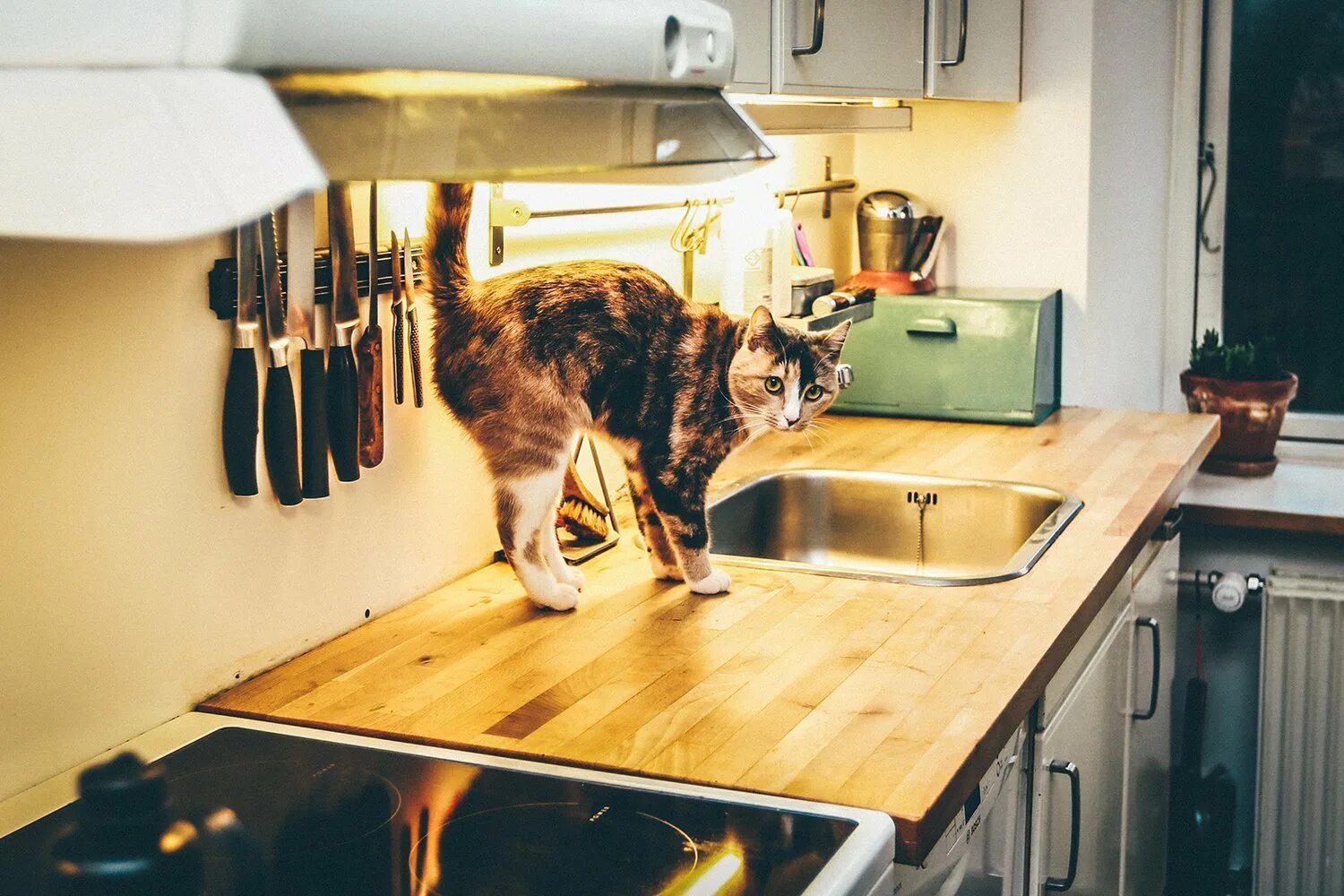 Женщины домашнее. Готовка на кухне. Котик в муке. Женщина на кухне. Женщина на кухне.
