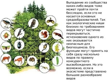 Биогеоценоз смешанного леса