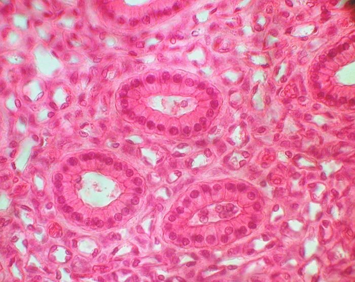 Однослойный плоский эпителий лягушки. Эпителий в микроскопе. Мерцательный эпителий гистология. Эпителиальная ткань гистология. Клетки эпителия кожи лягушки под микроскопом.