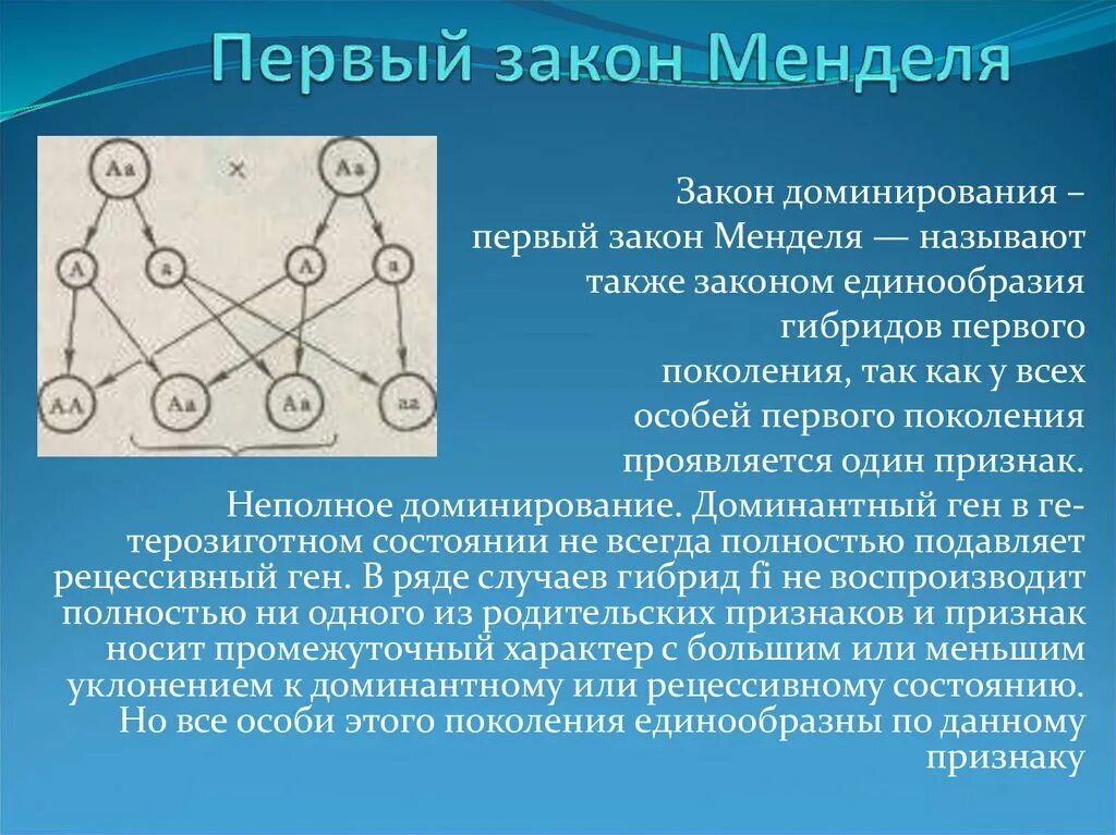 Первый закон Менделя закон доминирования. Первый закон Менделя неполное доминирование. Закон доминирования единообразия. Первый закон менделя доминирование