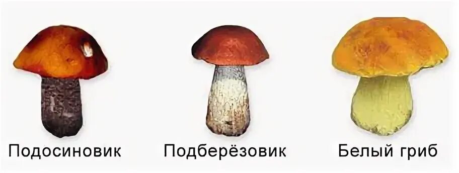 Тест по теме грибы 5 класс. Подосиновик трубчатый или пластинчатый 1. рисунок гриба красноголовика 2 класс. 2 подосиновика на белом фоне. печать 1 белый гриб и 2 подосиновика.