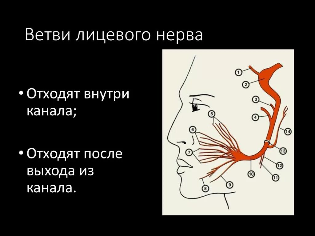 Левый лицевой нерв. Схема ветвления лицевого нерва. Лицевые нервы топография. Канал лицевого нерва топография. Входное отверстие канала лицевого нерва.