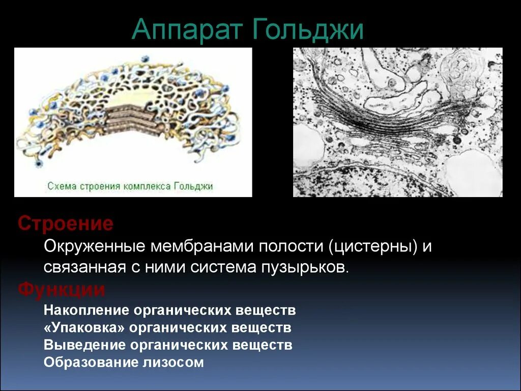 Какие мембранные структуры образует аппарат гольджи. Строение комплекс Гольджи животной клетки. Аппарат Гольджи у растительной клетки строение. Функции аппарата Гольджи в животной клетке.