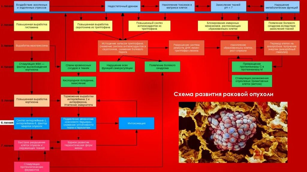 Сколько по времени развивается рак. История развития онкологии. Онкологические заболевания презентация. Основные факторы риска злокачественных новообразований.