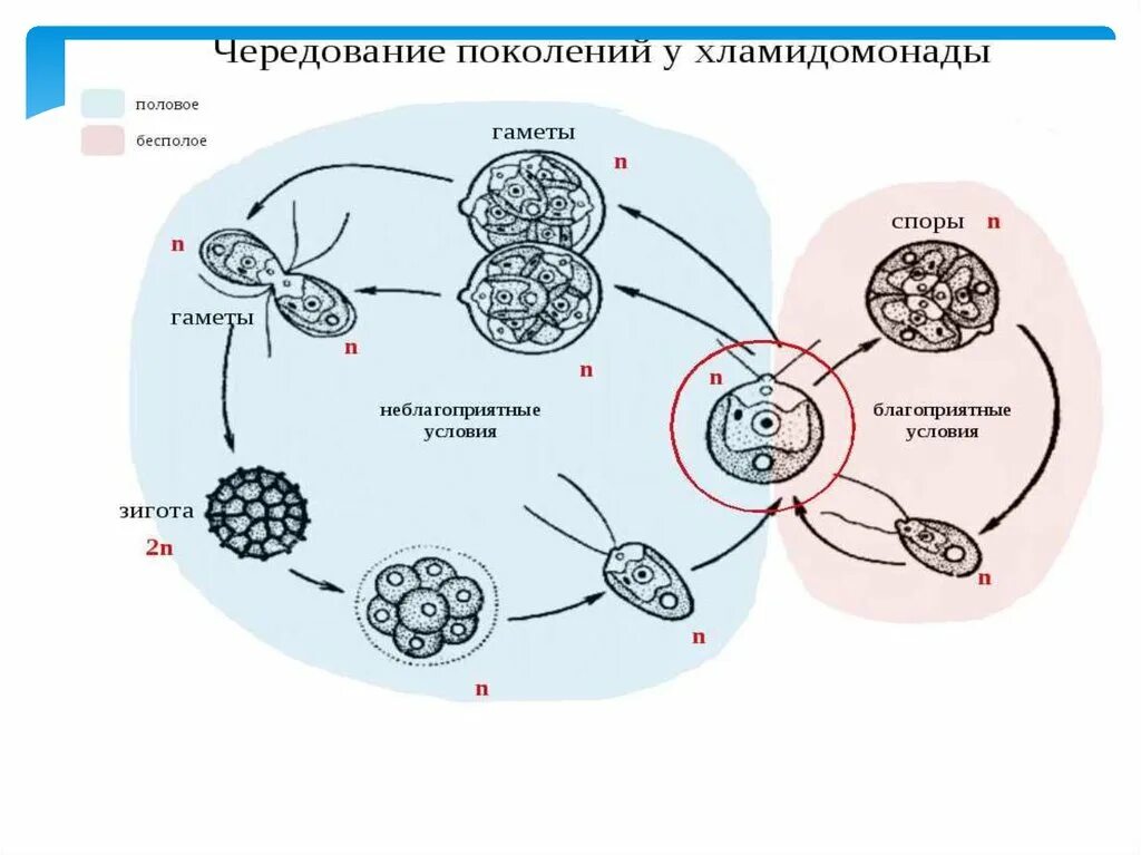 Схема жизненного цикла растения гаметы. Чередование поколений в жизненном цикле растений. Разнообразные жизненные циклы чередование поколений. Чередование поколений схема. Схема чередования поколений у растений.