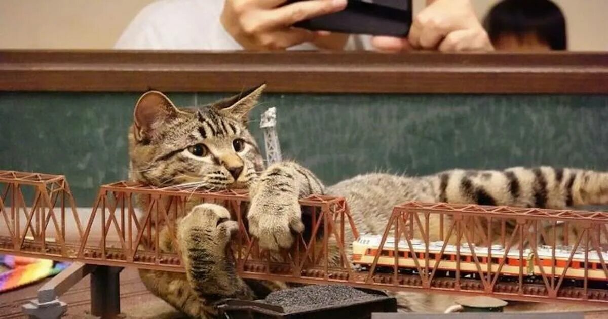 Спец коты. Особые кошки. кот в ресторане. кот специально.