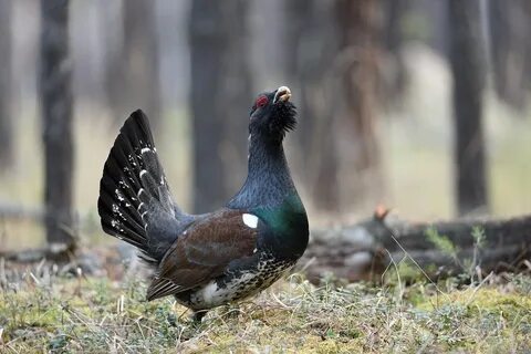 Видео глухарь