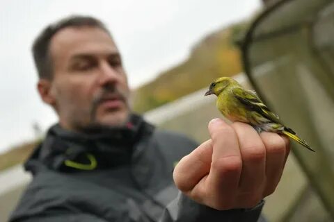Куршская коса орнитологическая