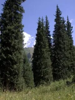 Писканың жоғары сапалы фотосуреті