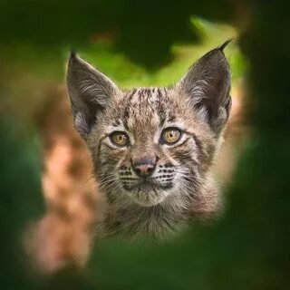 Факты о рыси