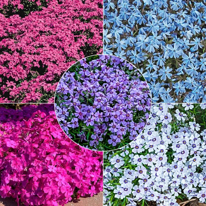 Флоксы ковром. Phlox stolonifera. Флоксы я гуглю. Ото феолетовые цветы как Кове. Флокс шейдс