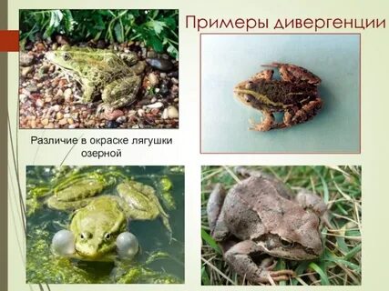 Распределите приспособления лягушки