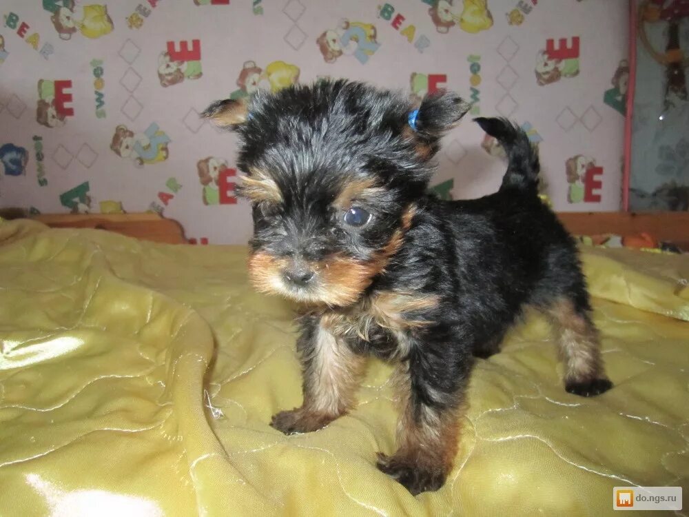 Йорк терьер 3 месяца. 2 мини йорка. Йорк в 2 месяца. Йоркширский терьер щенок 2 месяца мальчик. Щенок йорка 2,5 месяца.