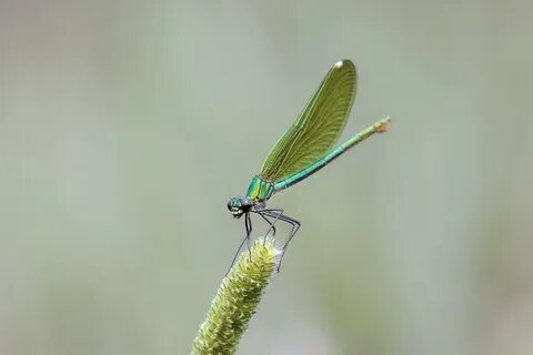 Зеленая стрекоза
