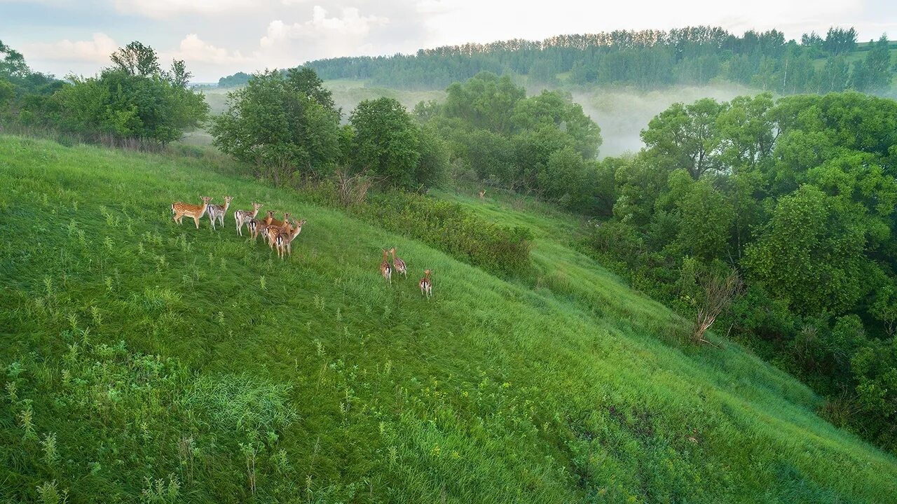 Олений парк Липецкая область. Сафари-парк Липецкая область Олений парк. Природный парк Олений Липецк. Олений парк Краснинский район.