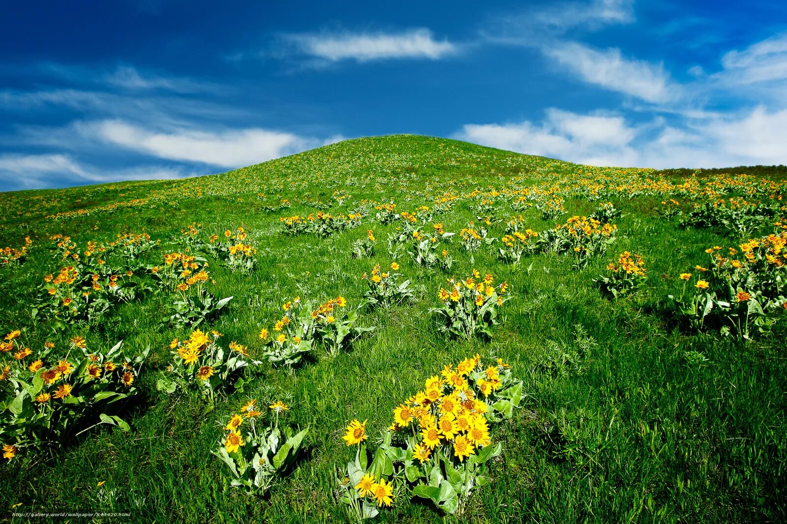 Пейзаж холмы. Восход солнца горы альпийские луга. Холм с цветами. Альпийские луга новая зеландия. Альпийские луга франции.