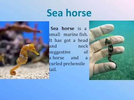 Seahorse перевод на русский