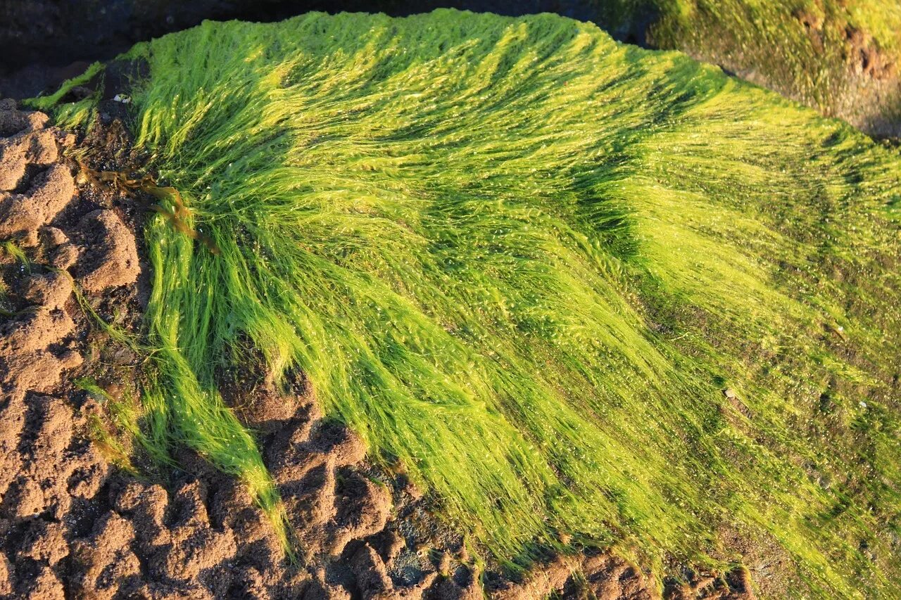 Аэрофильные водоросли. Эдафофильные водоросли. Синезеленные водоросли. Аэрофитон водоросли.