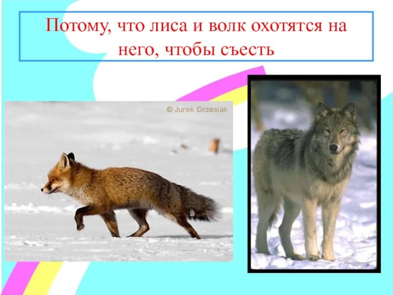 В какой природной зоне не встречается лисица. Волк и лиса. Лиса что делает. Лисица и волк различия. Лиса и волк разница.