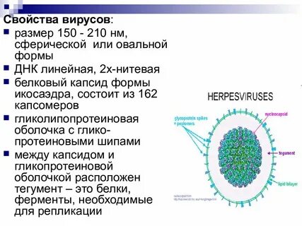 Герпесвирус днк