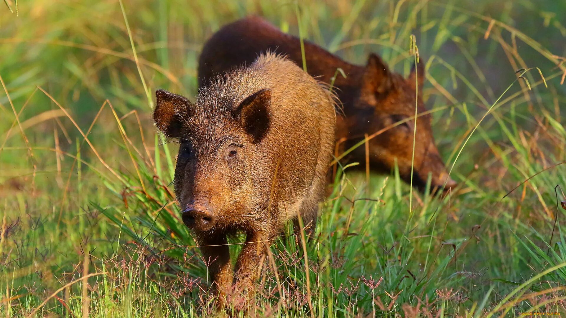 Сайт кабан. Вепрь кабан. кабан секач степной. кабан – sus scrofa linnaeus, 1758. маленький лесной кабанчик.