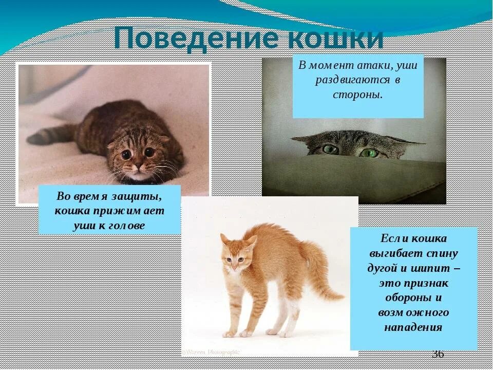 Как действовать кошку. Поведение кошки. Поведение домашних животных. Описание поведения кота. Кошки повадки и поведение.