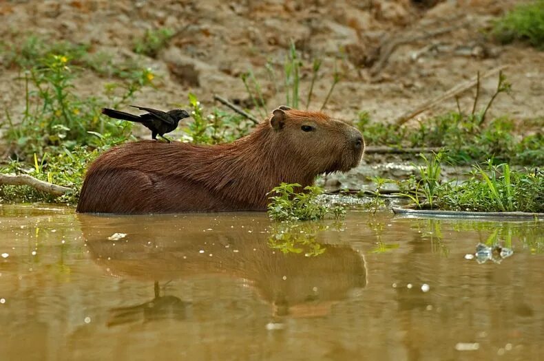 Какие животные есть на болоте. Капибара. Тритон капибара. Васюганские болота копибар. Болотная капибара.