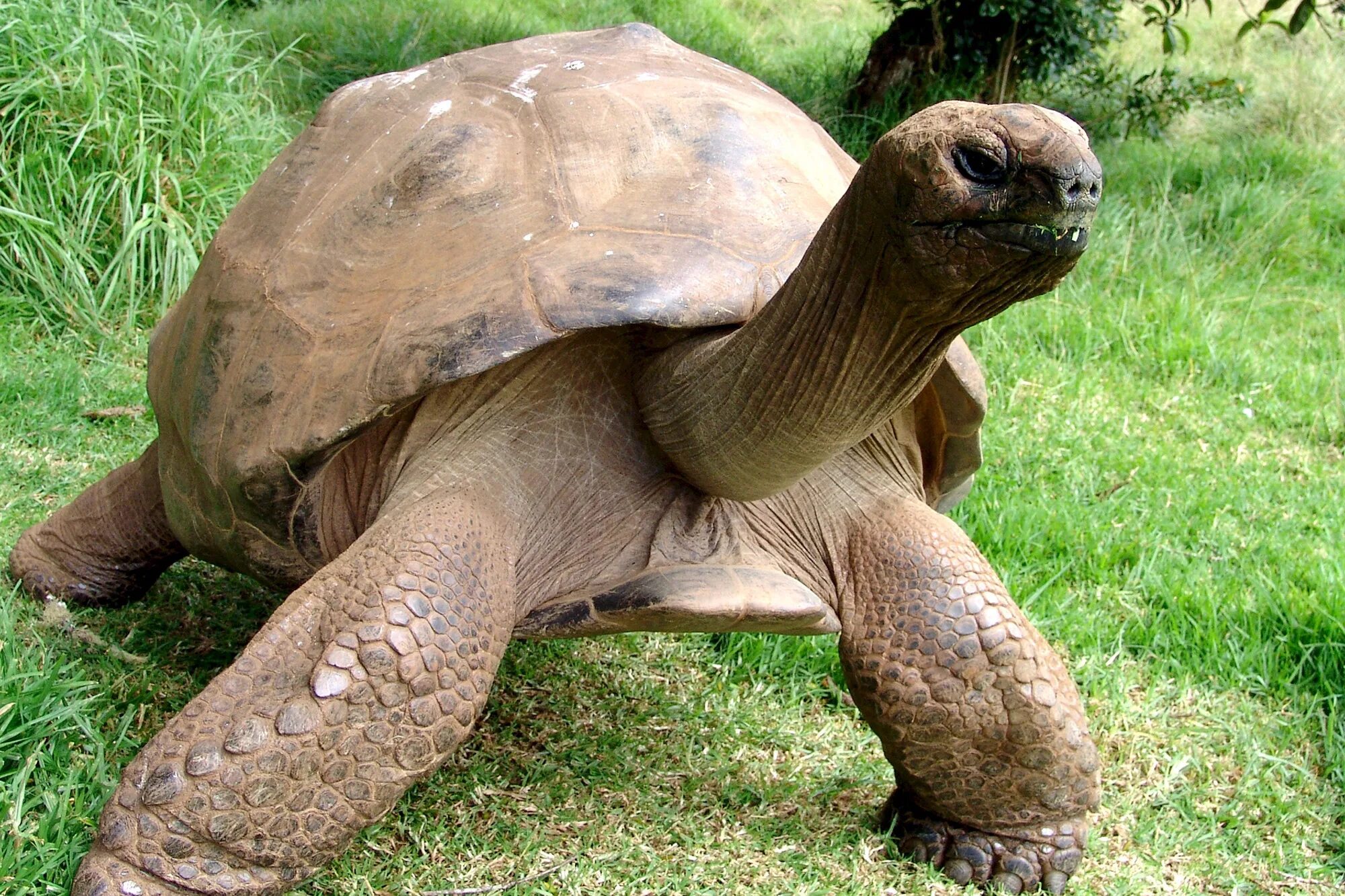 Old turtle