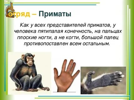 Рука происхождение