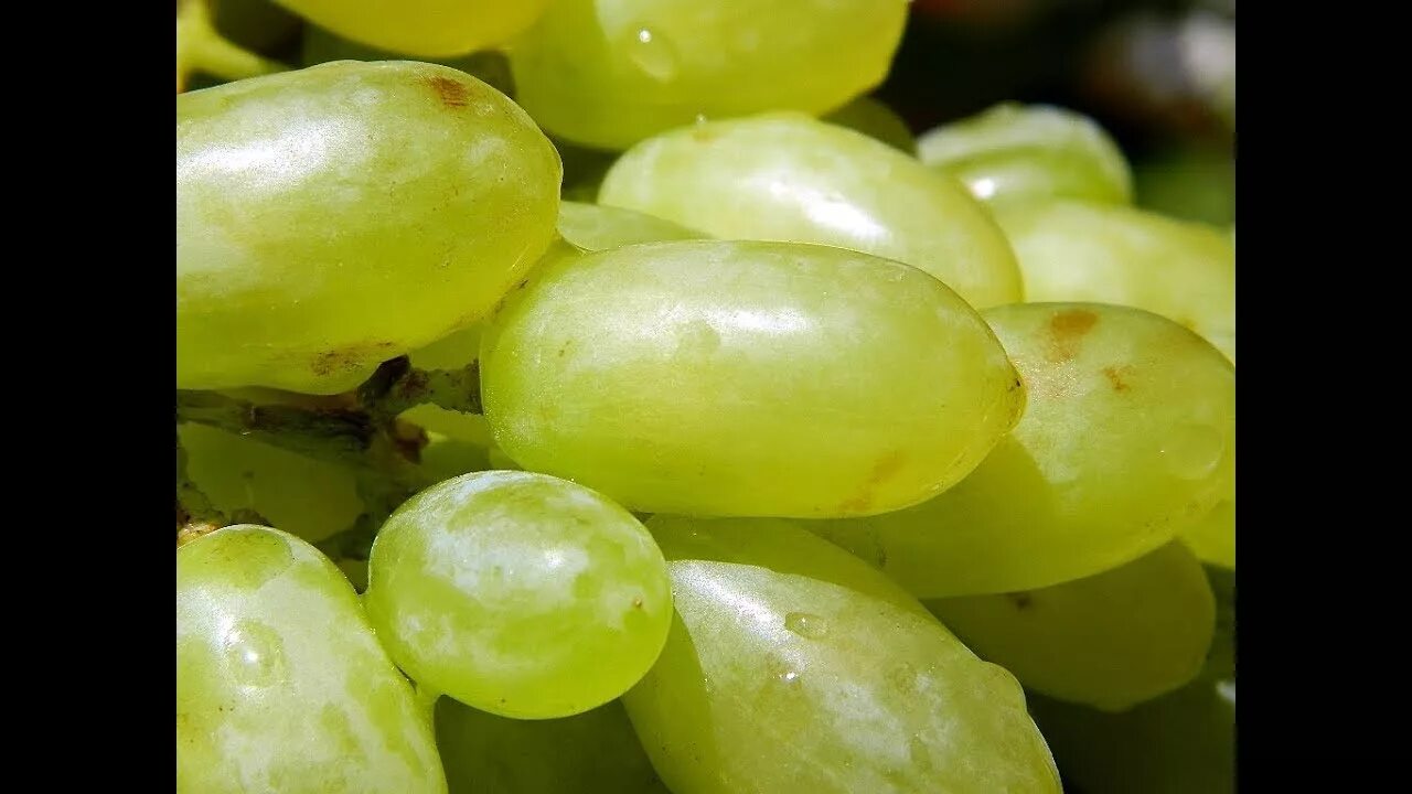 Армянский сорт винограда. Армянский виноград сорта. виноград шаумяни. виноград сверхранний рубцовой. виноград эталон.
