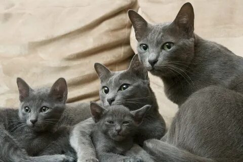 Котята русско голубой породы