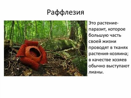 Раффлезия это паразит