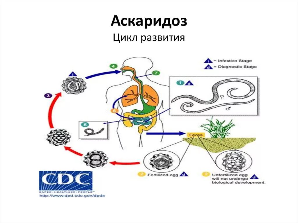 Аскаридоз цикл развития. Аскаридоз жизненный цикл схема. Жизненный цикл аскариды (Ascaris). Цикл развития аскариды человеческой.