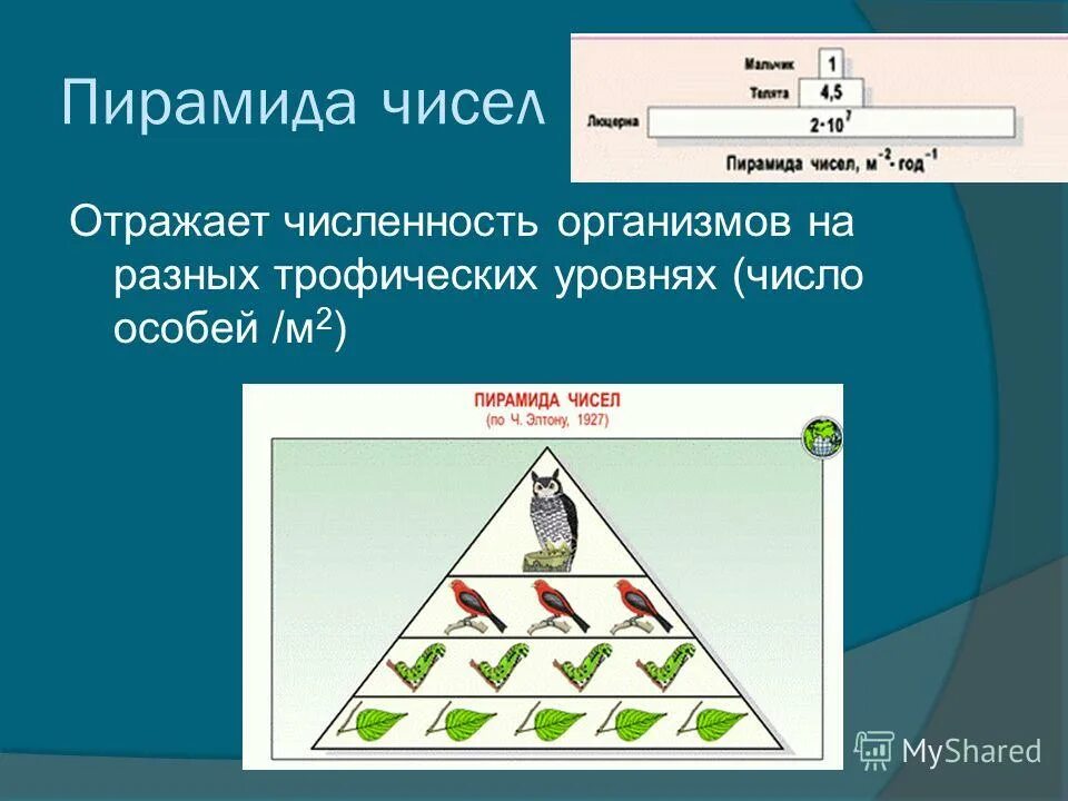 Постройте пирамиду чисел пищевой цепи