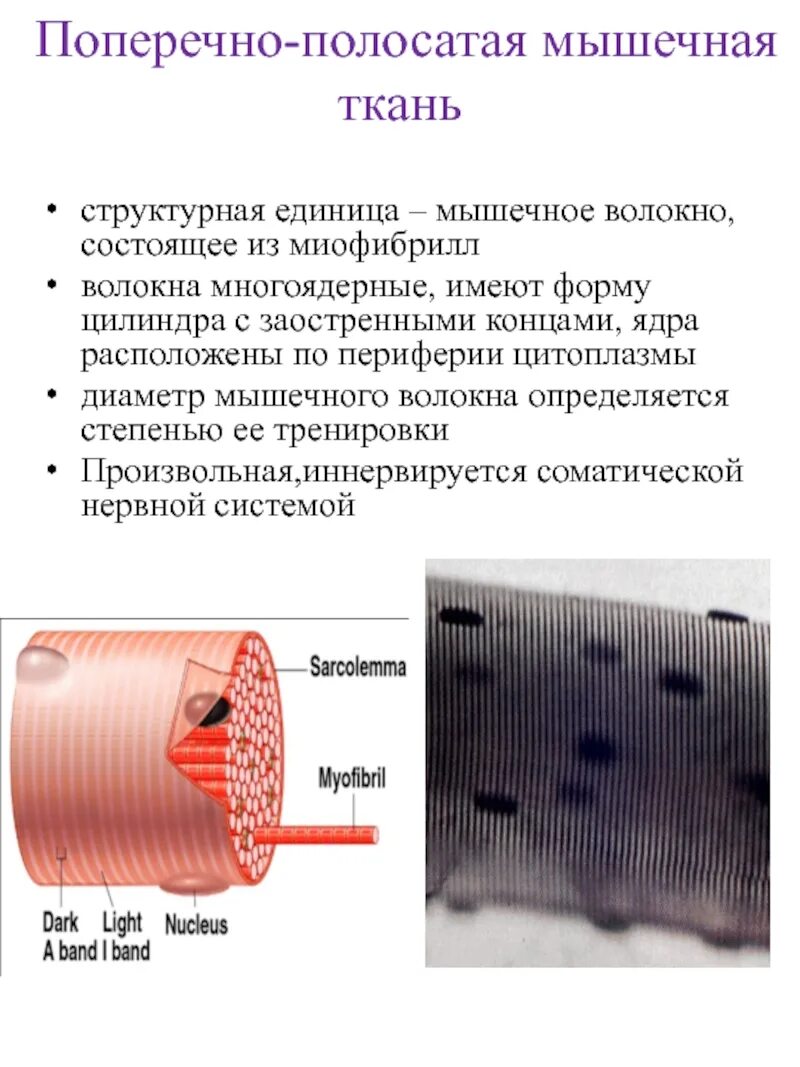 Волокна поперечно полосатой мышечной ткани ядра. Строение волокна поперечно-полосатой мышечной ткани. Поперечно полосатое мышечное волокно. Структурная единица поперечно полосатой мышечной ткани. Структурная единица мышечного волокна.