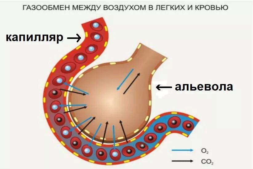 Обмен газов между легочным воздухом и