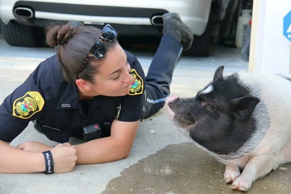 Свинья в форме полиции. Свинка в форме полицейского. Свинья бандит