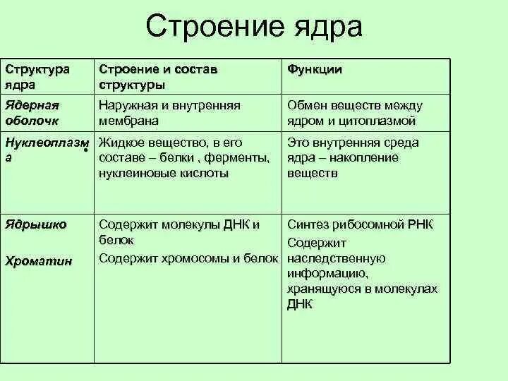 Составляющие элементы ядра. Строение ядра клетки таблица. Строение ядра и ее функции. Строение ядра строение и функции таблица. Структура клеточного ядра таблица.