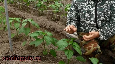 Подкормка перцев в теплице в июле