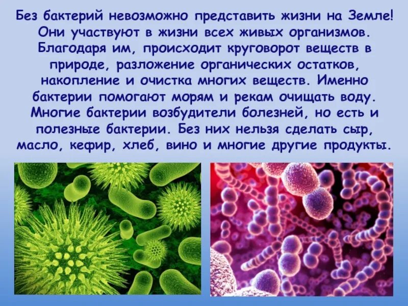 Сочинение про бактерии. Микробы доклад. Сообщение по биологии про бактерии. Интересные факты о микробах.